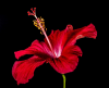 Wholesale Hibiscus By Grupo Canela Is Cost-Friendly For Reta'