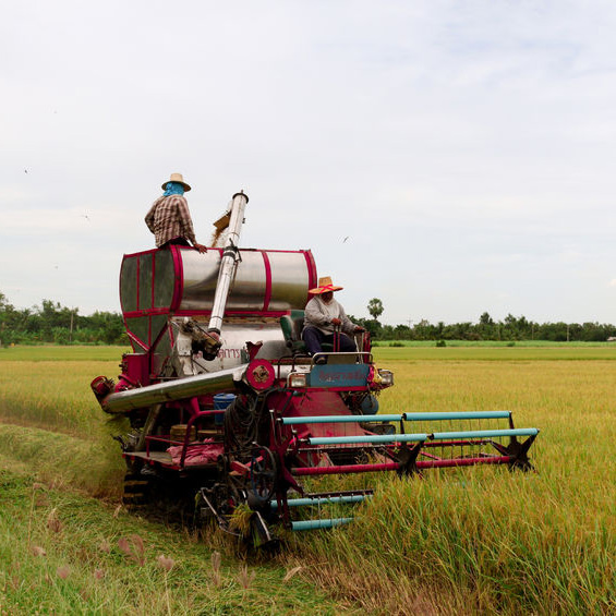 Wholesale Grains'