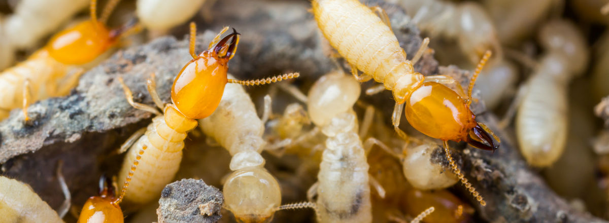 Phoenix Pest Control'