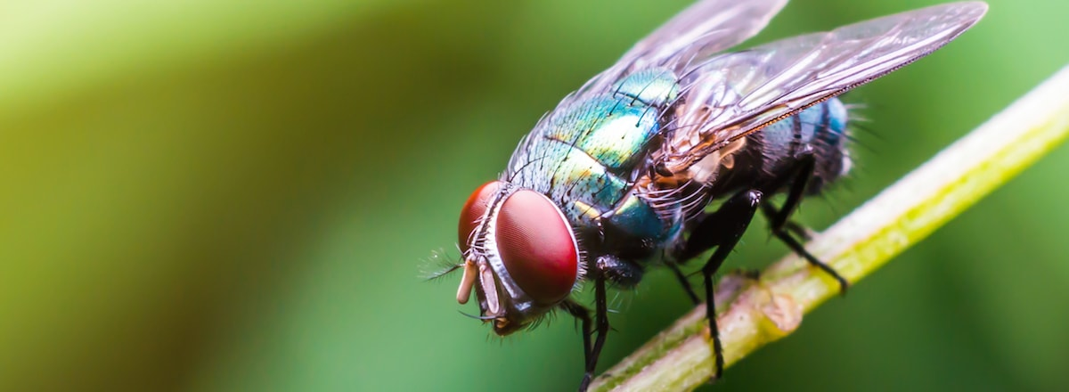 Riverside CA Pest Removal'