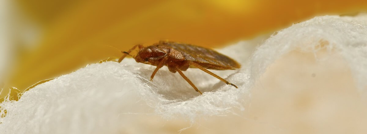 Exterminator Near Me'