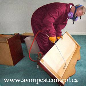 Wasp Removal Vancouver'