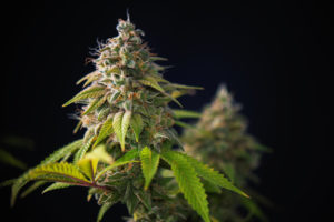 Washington State Governor Signs A Bill To Erase Marijuana Mi'