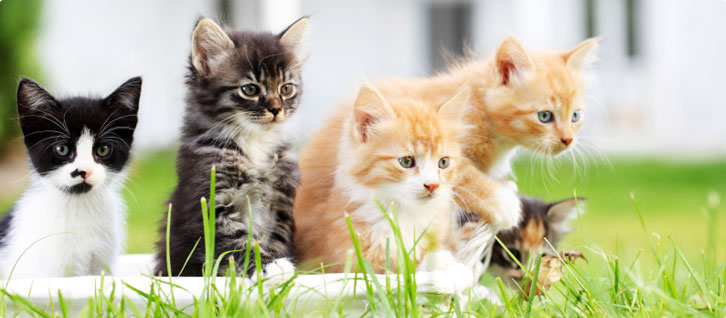 Pet cat Insurance Market'