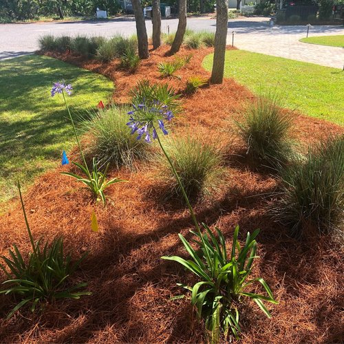 Long Needle Pine Straw'