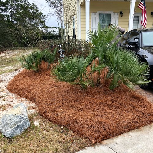 Colored Pine Straw'