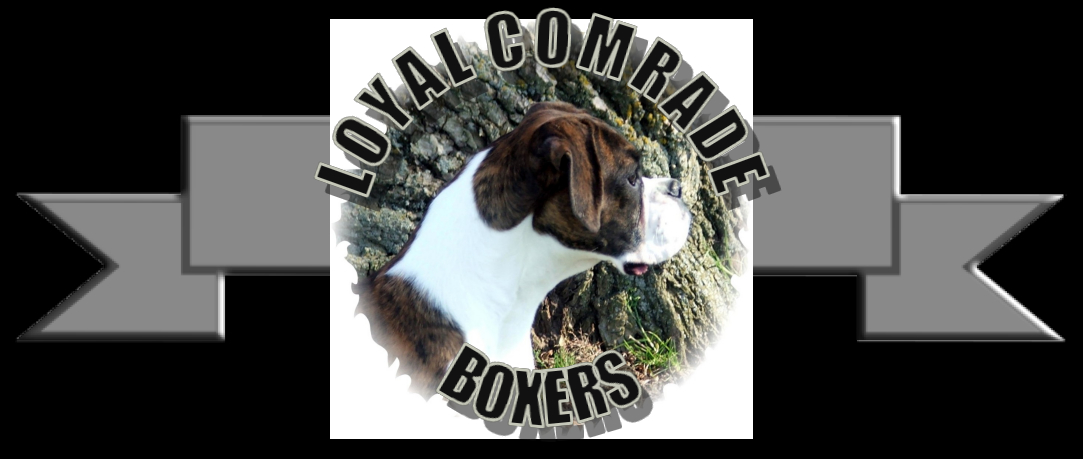 Boxer Puppies Arrive At Loyal Comrade Boxers