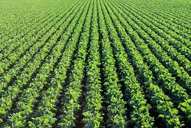 Crop Production Market