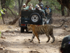 Tiger Conservation in Ranthambore National Park'