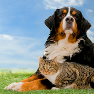 Pet Sitting Services'