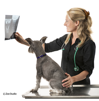 Sydney Vets'