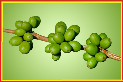 Pure Green Coffee Bean Extract'
