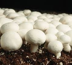 Button Mushroom Market