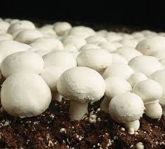 Button Mushroom Market'