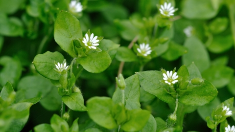 Chickweed Market'