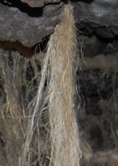 Dr. Joel Klenck: Flax fibers from cave site, Area C, Ararat.'