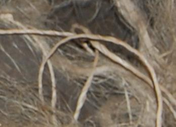 Dr. Joel Klenck: Flax cords, Artifacts 5-6, Cave, Ararat.'