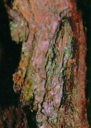 Dr. Joel Klenck: Potential metal artifact, Locus 7, Ark'