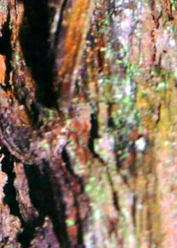 Dr. Joel Klenck: Potential metal artifact, Locus 7, Ark