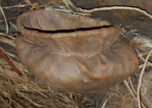 Dr. Joel Klenck: Vegetal container, Artifact 2, Cave, Ararat