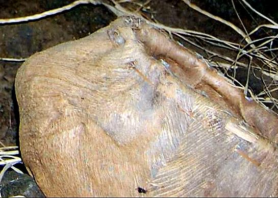 Dr. Joel Klenck: Vegetal container, Artifact 3, Cave, Ararat