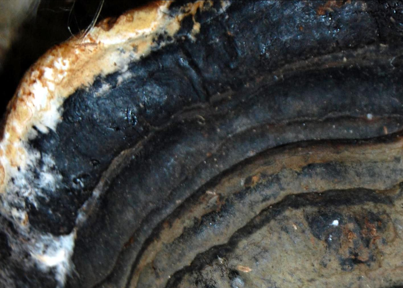 Dr. Joel Klenck: Vegetal container, Area C, Ararat