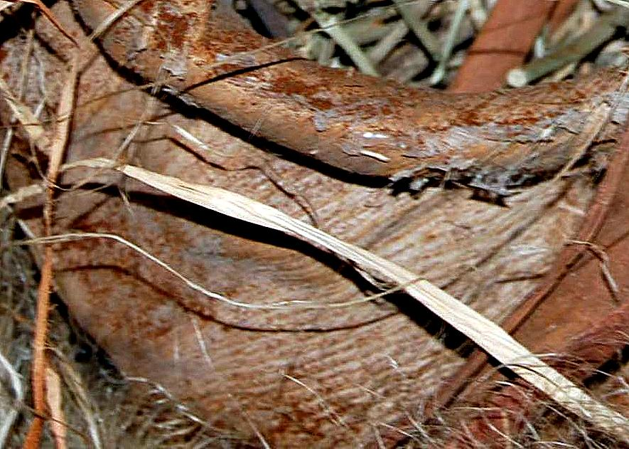 Dr. Joel Klenck: Vegetal container, Area C, Ararat