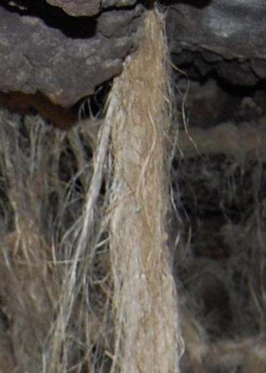 Dr. Joel Klenck: Flax fibers from cave site, Area C, Ararat'