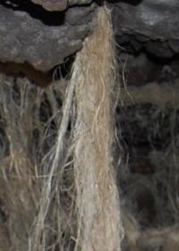 Dr. Joel Klenck: Flax fibers from cave site, Area C, Ararat