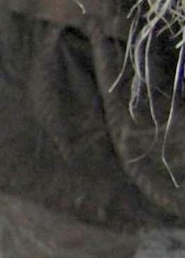 Dr. Joel Klenck: Flax rope, Artifact 4, Cave, Area C, Ararat