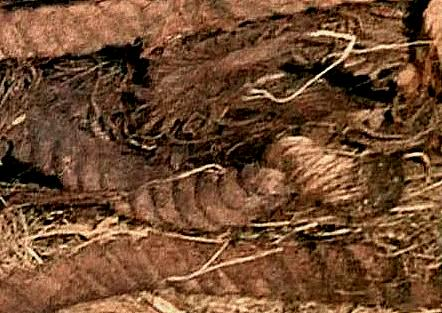 Joel Klenck: Flax rope (Artifact 23), Locus 2, Area A, Ark.'
