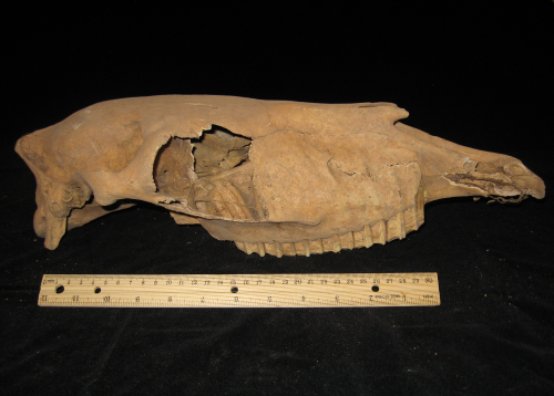 Joel Klenck: Cranium of horse (Artifact 2), Ararat.'