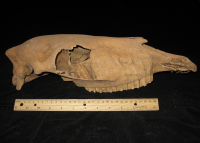 Joel Klenck: Cranium of horse (Artifact 2), Ararat.