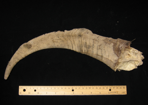 Joel Klenck: Horn core of wild goat (Artifact 1), Ararat.'