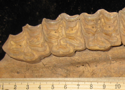 Joel Klenck: Maxillary teeth of horse (Artifact 2), Ararat.'