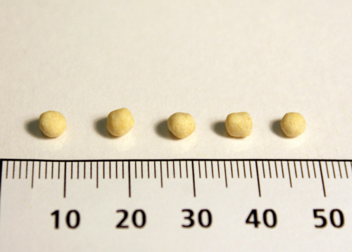 Joel Klenck: Chickpea seeds from Locus 3, Area A, Ark.'