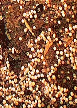 Joel Klenck: Seeds covering floor, Locus 3, Ark of Noah.'