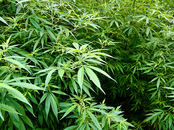 Denver Co Marijuana Dispensary'