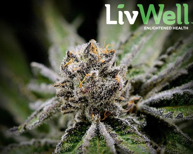 Medical Dispensary Denver'