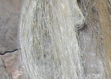 Joel Klenck: Strands of flax, Area C, Cave Site, Ararat.