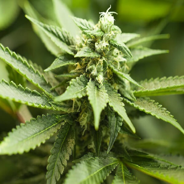 Denver Marijuana Dispensaries'