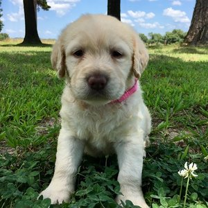 Arkansas Golden Doodle Breeder'