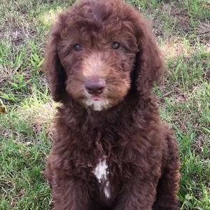 Labradoodle Breeder'