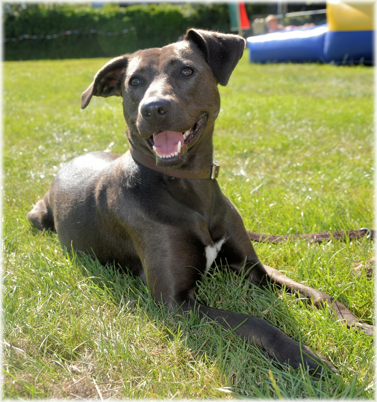 Spend the Final Summer Days at the Beach with a Pet