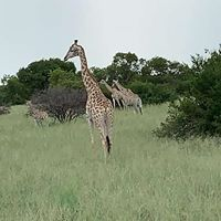 United Safari travel