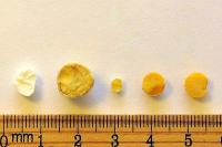 Joel Klenck: Comparison to chickpea seed from Ark of Noah.