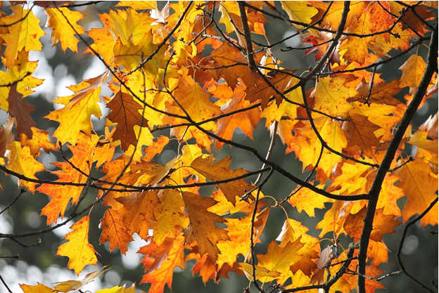 Green Spirit Hydroponics'