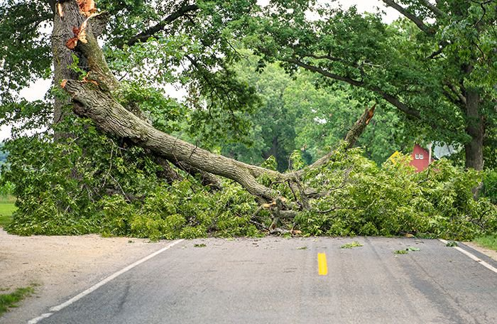 Tree Service'