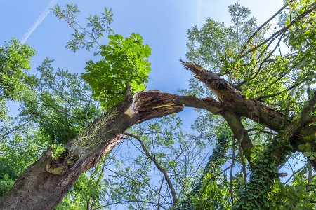 Professional Tree Removal'