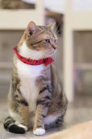 Handmade Cat Collars'